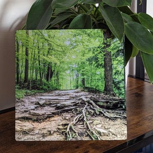 May include: Square print featuring a vibrant forest scene. A path winds through lush green trees, with exposed roots and rocks in the foreground. The image captures a sunny day in a natural setting, evoking a sense of tranquility.