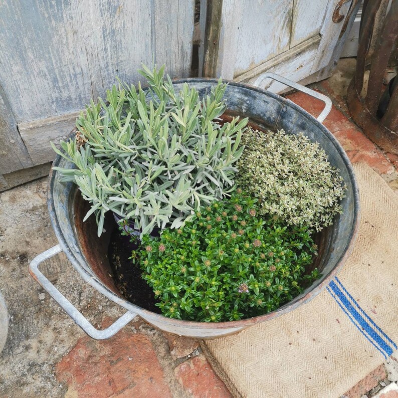 Galvanised Vintage Metal Water Bucket Planter With Handles. Etsy