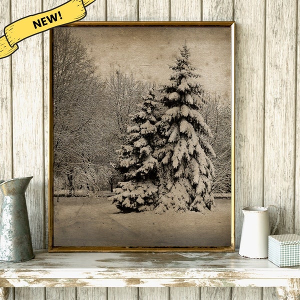 Winter Pines Art Print, Vintage Winter Photographs, Vintage Winter Decor, Unframed Art, Vintage Photo Reproduction, Pine Trees Art