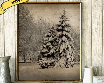 Winter Pines Art Print, Vintage Winter Photographs, Vintage Winter Decor, Unframed Art, Vintage Photo Reproduction, Pine Trees Art