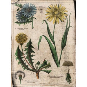 Vintage Botanical Canvas, Vintage Cottagecore, Floral Prints, Gift Ideas for Her, Rolled Canvas Print, Unframed Art, Botanical Illustration 30x40 inch
