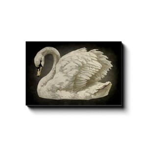 Vintage Swan Print, Vintage Canvas Wall Art, Large Canvas Signs, Antique Swan Art, Neutral Wall Art, Minimalist Canvas Art image 5