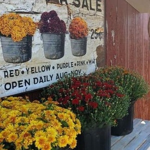 May include: A rustic sign reading "MS FOR SALE" with three buckets of colorful mums. Below, a variety of potted mums in yellow and red sit on a wooden bench. The sign also lists colors and months.