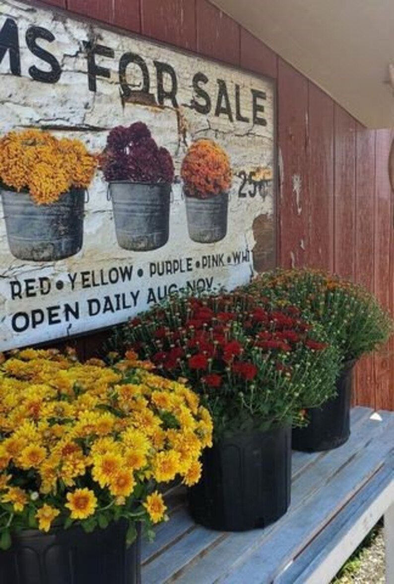 May include: A rustic sign reading "MS FOR SALE" with three buckets of colorful mums. Below, a variety of potted mums in yellow and red sit on a wooden bench. The sign also lists colors and months.