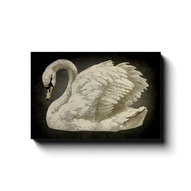 Vintage Swan Print, Vintage Canvas Wall Art, Large Canvas Signs, Antique Swan Art, Neutral Wall Art, Minimalist Canvas Art image 3