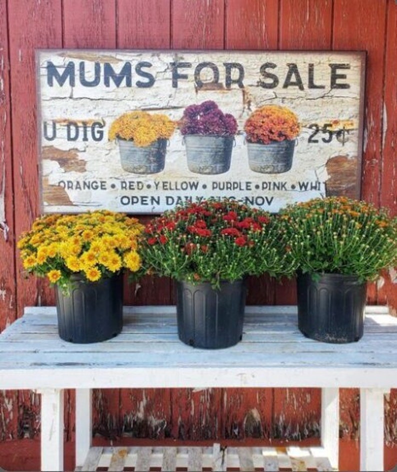 May include: A rustic wooden sign reading "MUMS FOR SALE" hangs above three potted mums in yellow, red, and green. The sign also lists colors and says "U DIG". The mums sit on a white bench against a red wooden wall.