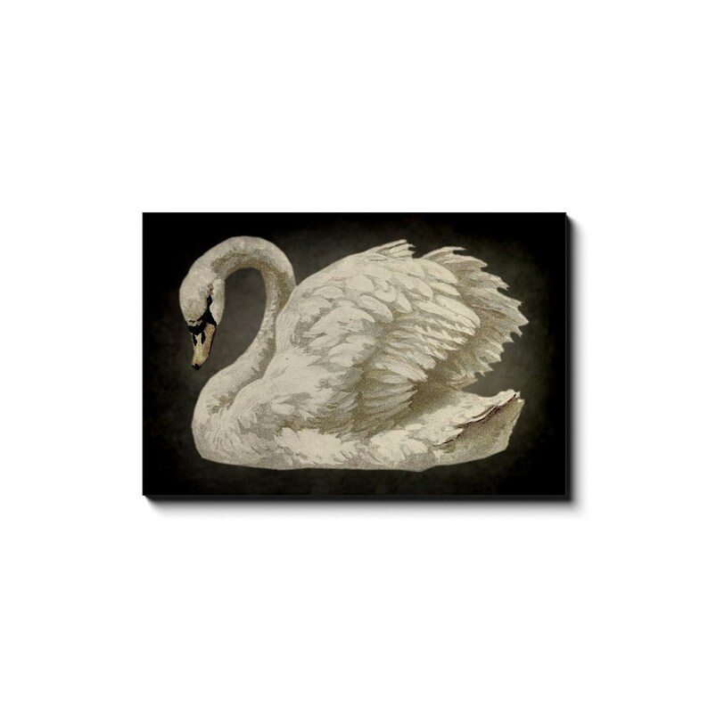 Vintage Swan Print, Vintage Canvas Wall Art, Large Canvas Signs, Antique Swan Art, Neutral Wall Art, Minimalist Canvas Art image 9