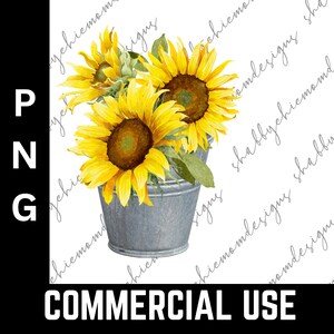 Sunflower in a pot