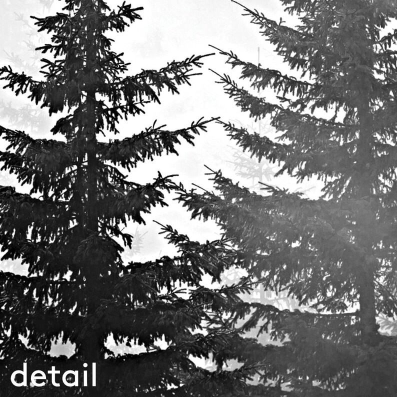 May include: A black and white photograph of two pine trees silhouetted against a foggy background. The trees are tall and slender, with branches that reach up towards the sky. The fog is thick and white, creating a sense of mystery and isolation.