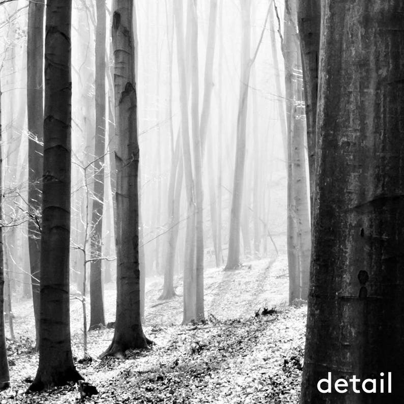 Impresión del bosque, arte de la pared de los árboles, imprimible, fotografía de la naturaleza, bosque, blanco y negro, foto, maderas, imagen, paisaje, decoración de la pared, digital, descargar imagen 10