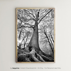 Impressions de forêt, art mural arbre, imprimable, paysage, nature, photographie, noir et blanc, photo, image, bois, région boisée, racines, téléchargement numérique