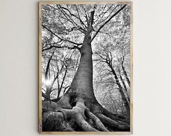 Forest Prints,Tree Wall Art,Printable,Landscape,Nature,Photography,Black & White,Photo,Picture,Woods,Woodland,Roots,Digital Download