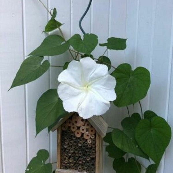 Live Plant Moonflower Moon Flower Vine, Not Seeds, Night Blooming, Romantic and wispy in the evening breeze heart shaped leaves