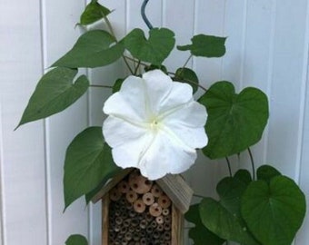 Live Plant Moonflower Moon Flower Vine, Not Seeds, Night Blooming, Romantic and wispy in the evening breeze heart shaped leaves. Ipomoea alb