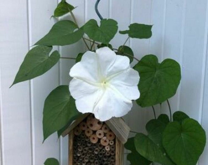 Live Plant Moonflower Moon Flower Vine, Not Seeds, Night Blooming, Romantic and Wispy in the