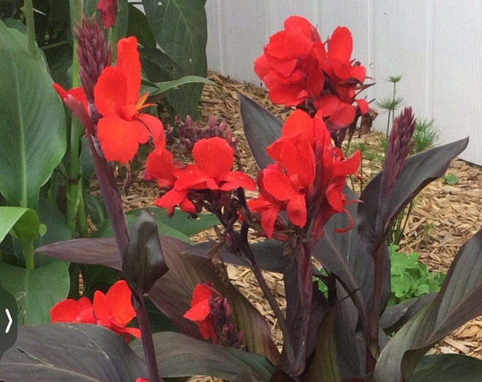 canna-lily-red-blooming-purple-dark-leaves-black-knight-etsy