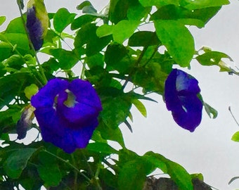 LIVE Plant Blue Butterfly Pea Starter Vine, Clitoria ternatea, Rare Double Blooms, Edible, Medicinal, Tea, Homegrown USA, not seeds