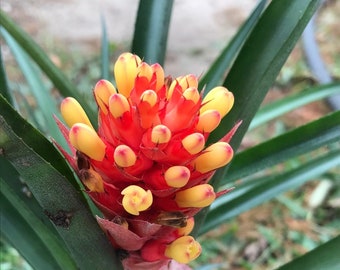 Bromeliads, Flaming Torch, Tropical Fast Growing Clumping Exotic Plant Pups