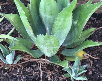 Agave Atrovirens Pups, Hues, Various sizes