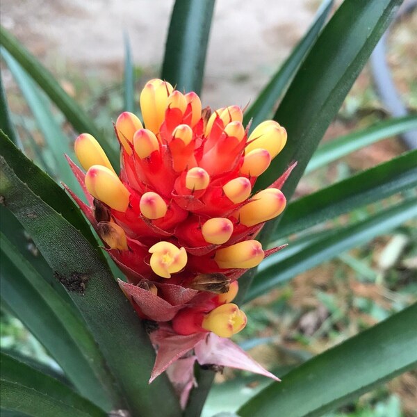 Bromeliads, Flaming Torch, Tropical Fast Growing Clumping Exotic Plant Pups