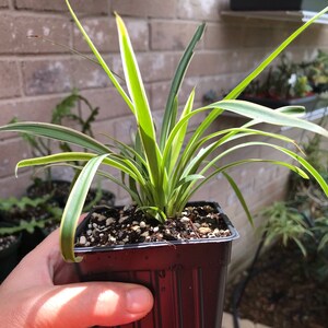 Spider Plant (Reverse Variegated) – The Plant Lady SF