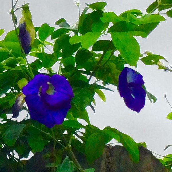 LIVE Plant Blue Butterfly Pea Starter Vine, Clitoria ternatea, Rare Double Blooms, Edible, Medicinal, Tea, Homegrown USA, not seeds