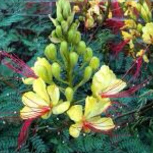 Caesalpinia Gilliesii Mexican Bird Of Paradise, Live Plant Seedling Tree, Shrub, Fast Growing, Drought Tolerant, Sun image 1