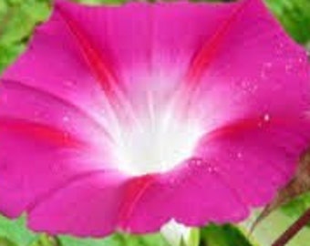 Candy Pink Morning Glory