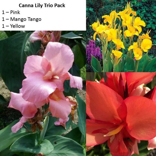 Canna Lily Trio Color Pack, Mango Tango, Yellow and Pink Mix for Spectacular Variegation in Garden Landscape or Balcony Planters