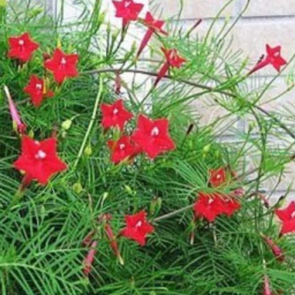 Live Plant Cypress Hummingbird Vine, Starter, Fast Growing