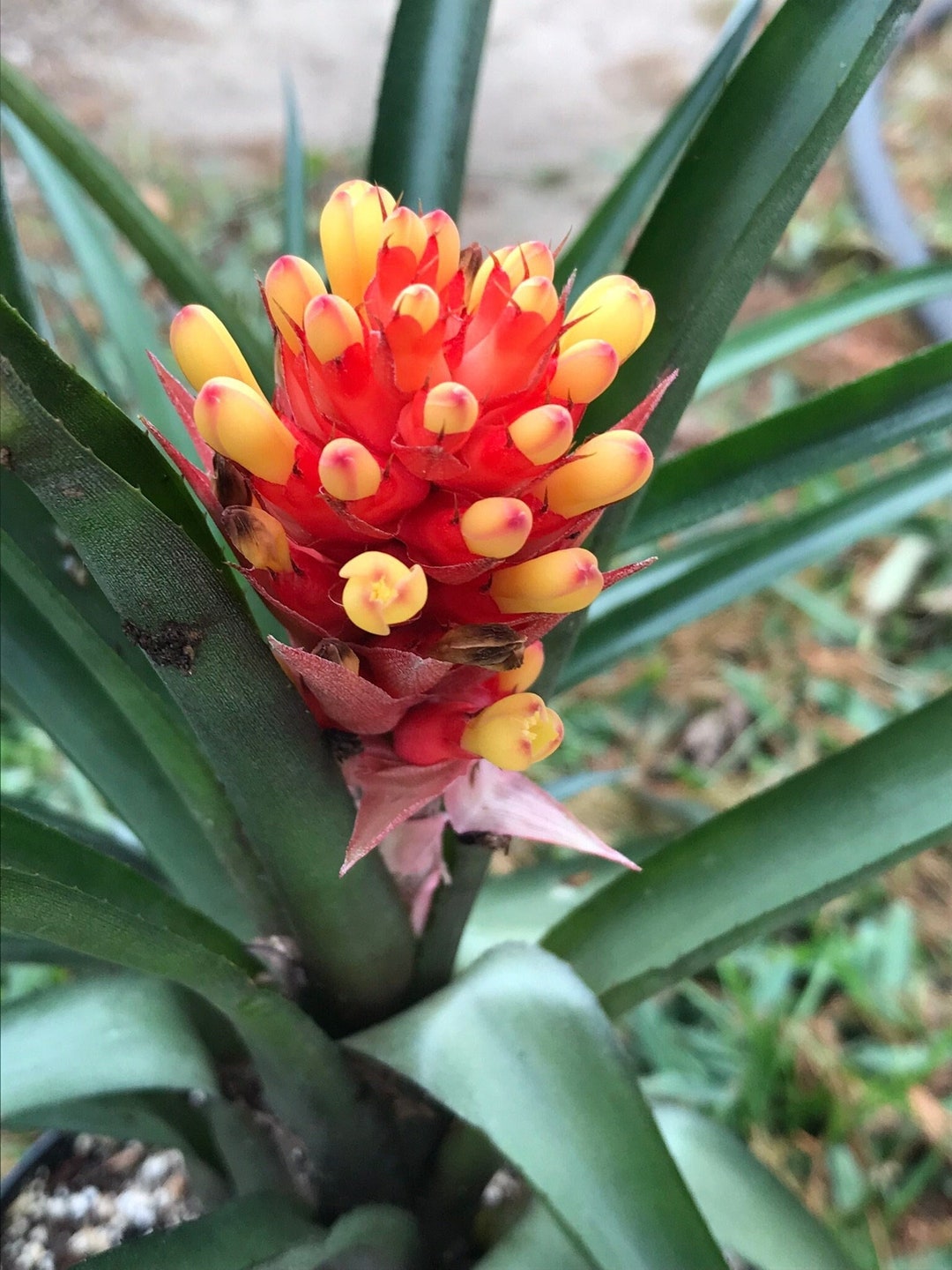 Bromeliads, Flaming Torch, Tropical Fast Growing Clumping Exotic Plant