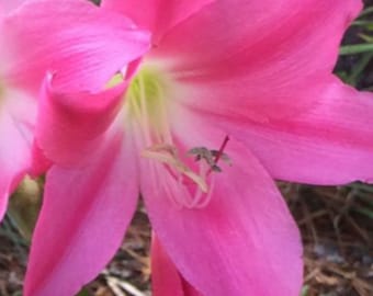 Crinum Lily Jumbo Bulb Hot Pink Burgundy, Spectacular Blooms