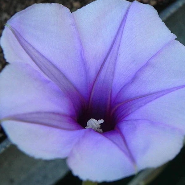 Buy two and save! Live Plant Lavender Moonflower RARE MoonVine (Ipomoea turbinata) Moon Flower Starter Live Plant.