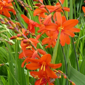 Crocosmia bulbs, ready to plant. These bloom early in spring to mid summer, depending what zone your in.