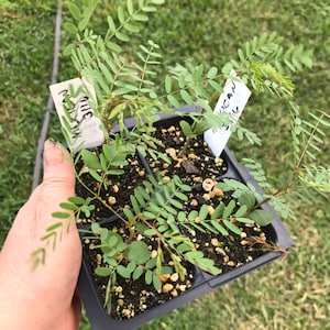 Caesalpinia Gilliesii Mexican Bird Of Paradise, Live Plant Seedling Tree, Shrub, Fast Growing, Drought Tolerant, Sun image 4