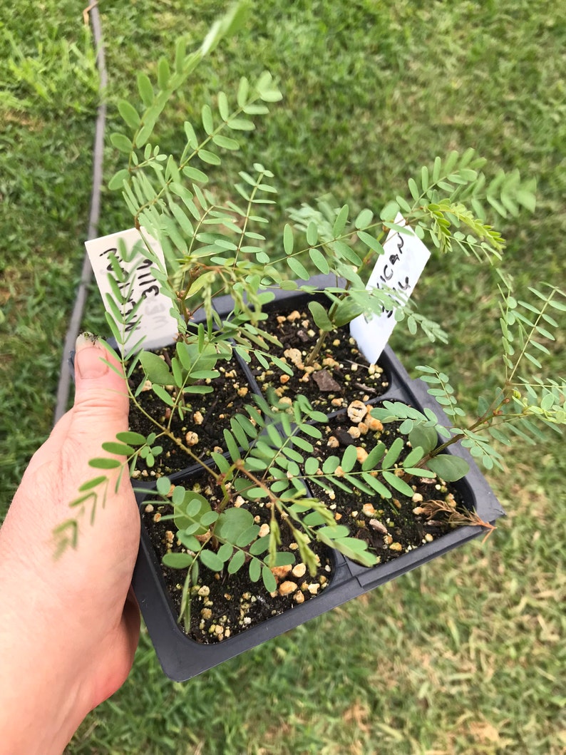 Caesalpinia Gilliesii Mexican Bird Of Paradise, Live Plant Seedling Tree, Shrub, Fast Growing, Drought Tolerant, Sun image 4