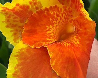 King Tall 5 Canna lily Live Plant Rhizomes Bulbs, Yellow and Orange, Tall Variety