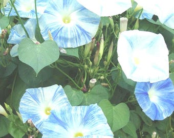 Flying Saucer Morning Glory Vine, Blue & White Mix , Seedling Vine, Heat and Sun Tolerant Plant. Please read all in the description column.