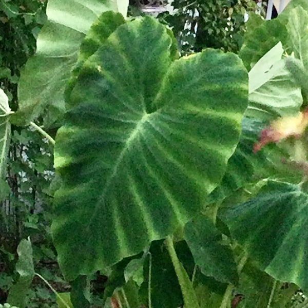 Jacks Giant Elephant Ear Plant Etsy