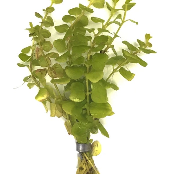 Creeping Jenny Live Plants, Excellent in Aquarium, Terrarium, Vivarium, Pond Edges, Hanging Basket, Mixed Planters, Ground Cover, Golden