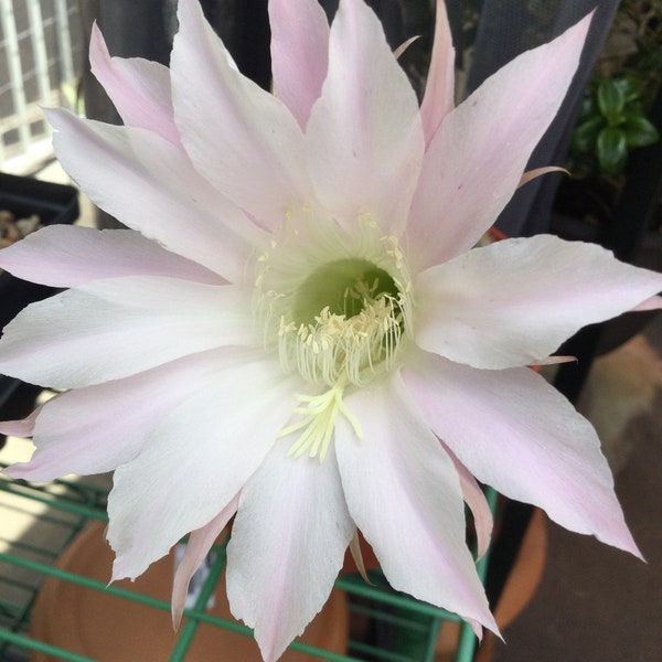 Easter Lily Barrel Cactus Echinopsis Pups off This Mother Plant, Soft Pink Blooms