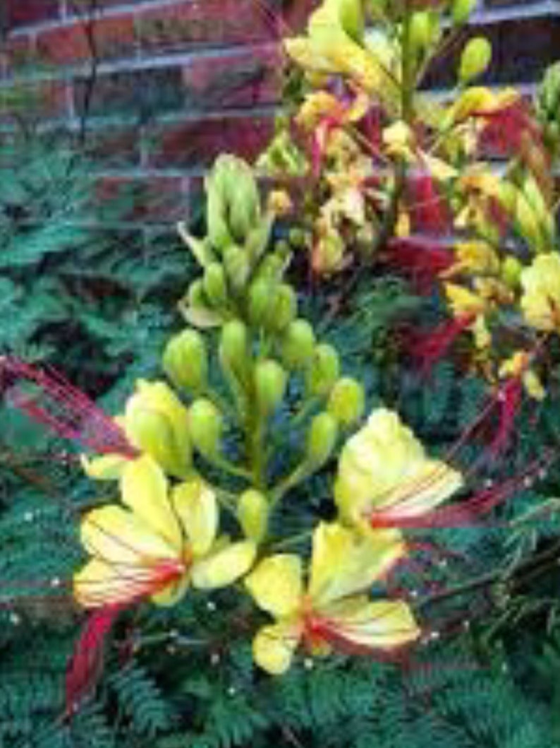 Caesalpinia Gilliesii Mexican Bird Of Paradise, Live Plant Seedling Tree, Shrub, Fast Growing, Drought Tolerant, Sun image 1