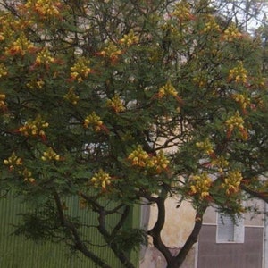 Caesalpinia Gilliesii Mexican Bird Of Paradise, Live Plant Seedling Tree, Shrub, Fast Growing, Drought Tolerant, Sun image 3