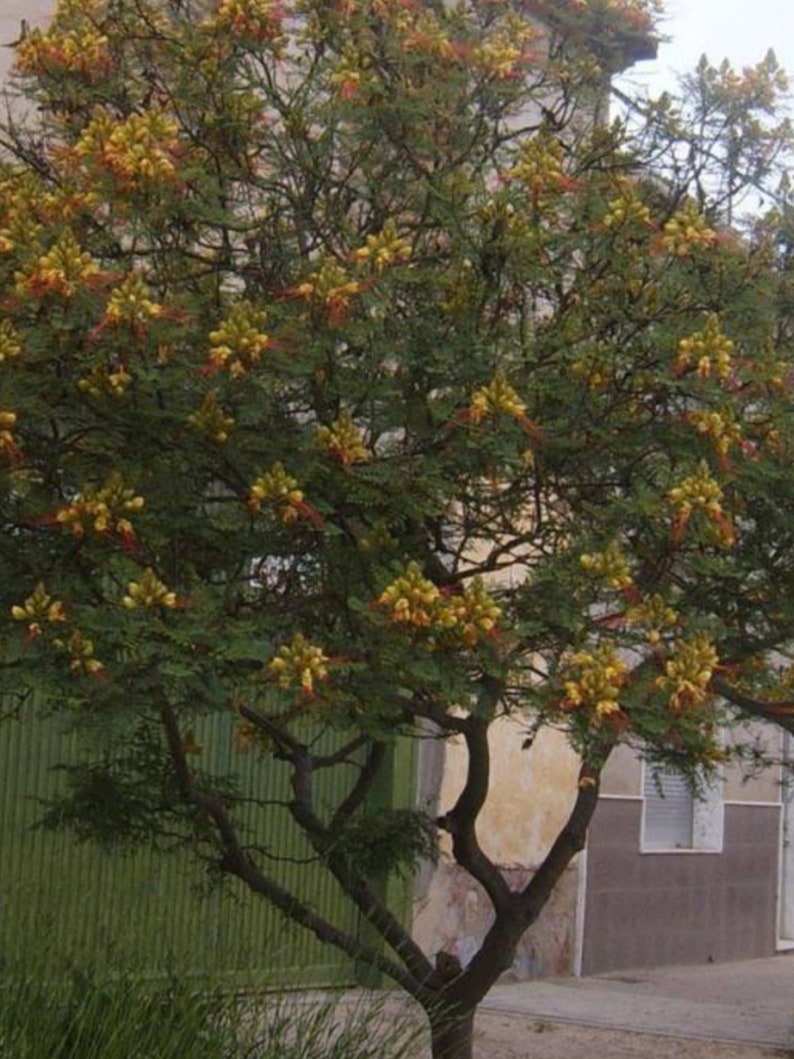 Caesalpinia Gilliesii Mexican Bird Of Paradise, Live Plant Seedling Tree, Shrub, Fast Growing, Drought Tolerant, Sun image 3