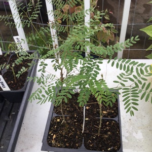 Caesalpinia Gilliesii Mexican Bird Of Paradise, Live Plant Seedling Tree, Shrub, Fast Growing, Drought Tolerant, Sun image 6