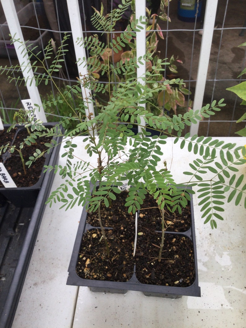 Caesalpinia Gilliesii Mexican Bird Of Paradise, Live Plant Seedling Tree, Shrub, Fast Growing, Drought Tolerant, Sun image 6