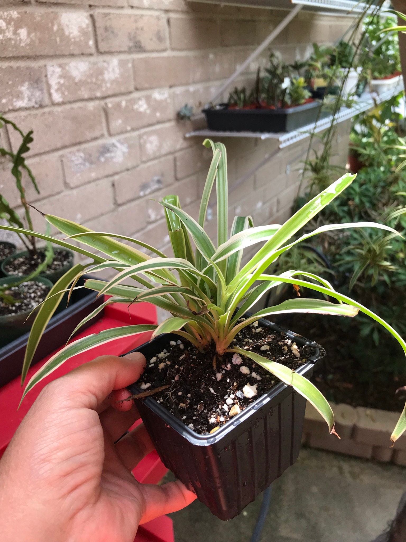 Spider Plant (Reverse Variegated) – The Plant Lady SF