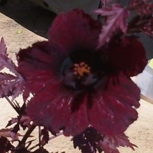 Hibiscus acetosella rare Mahogany Live Plant, not seeds, False roselle