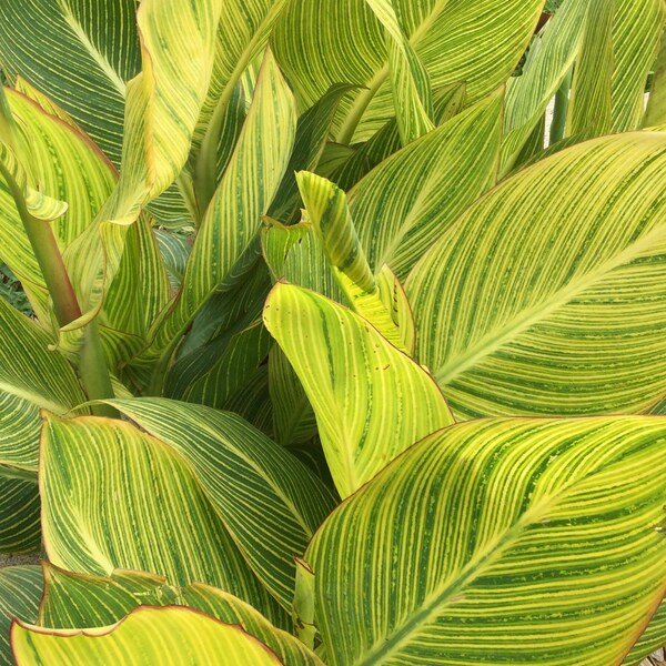 Canna Lily Bengal Tiger Variegated Striped Leaves, Freshly Dug Upon Order