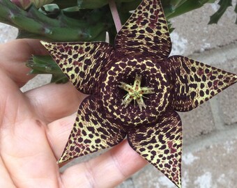 Stapelia Orbea Variegata Starfish Flower Succulents